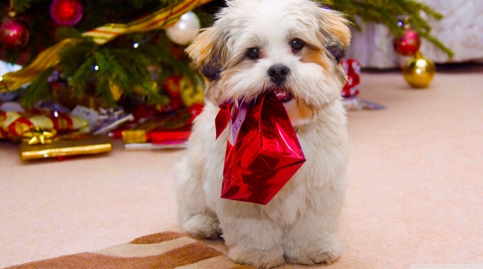 cachorro roubando presente natal proximo a arvore